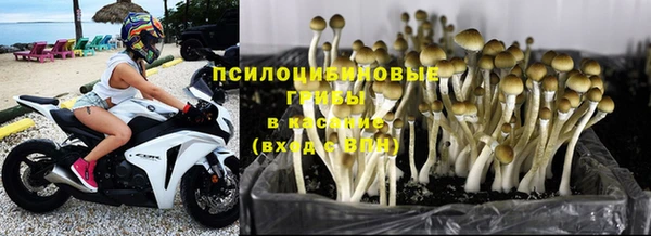 ПСИЛОЦИБИНОВЫЕ ГРИБЫ Бородино
